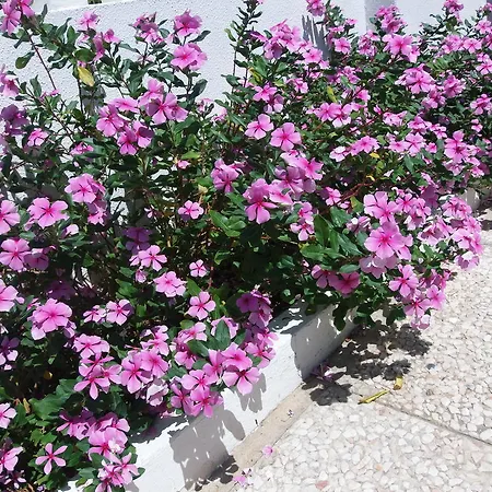 Formosa Olhão